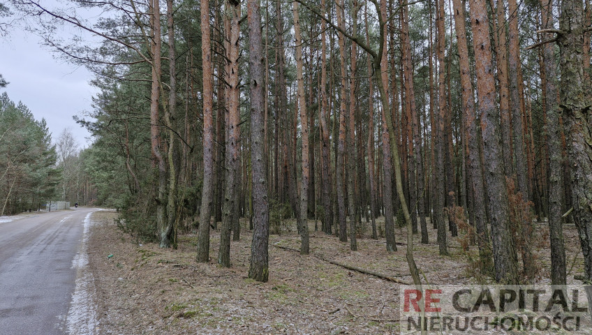 Działka Sprzedaż Wysychy Leśna